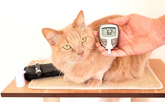 controle de diabetes em jacareí