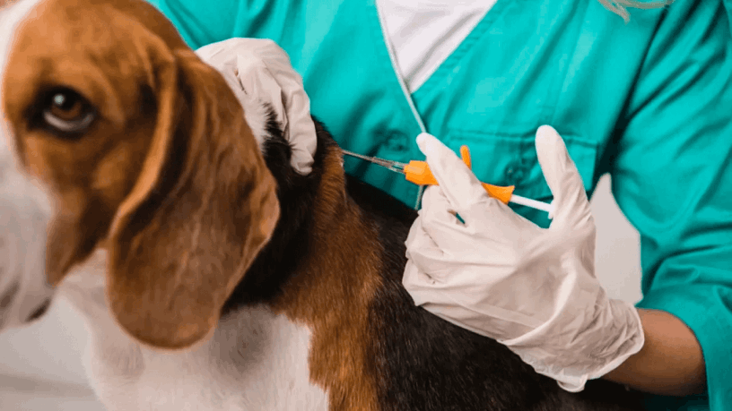 implantação de microchip em jacareí