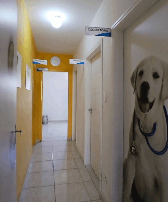 clinica veterinaria 24h - ajudando seu pet